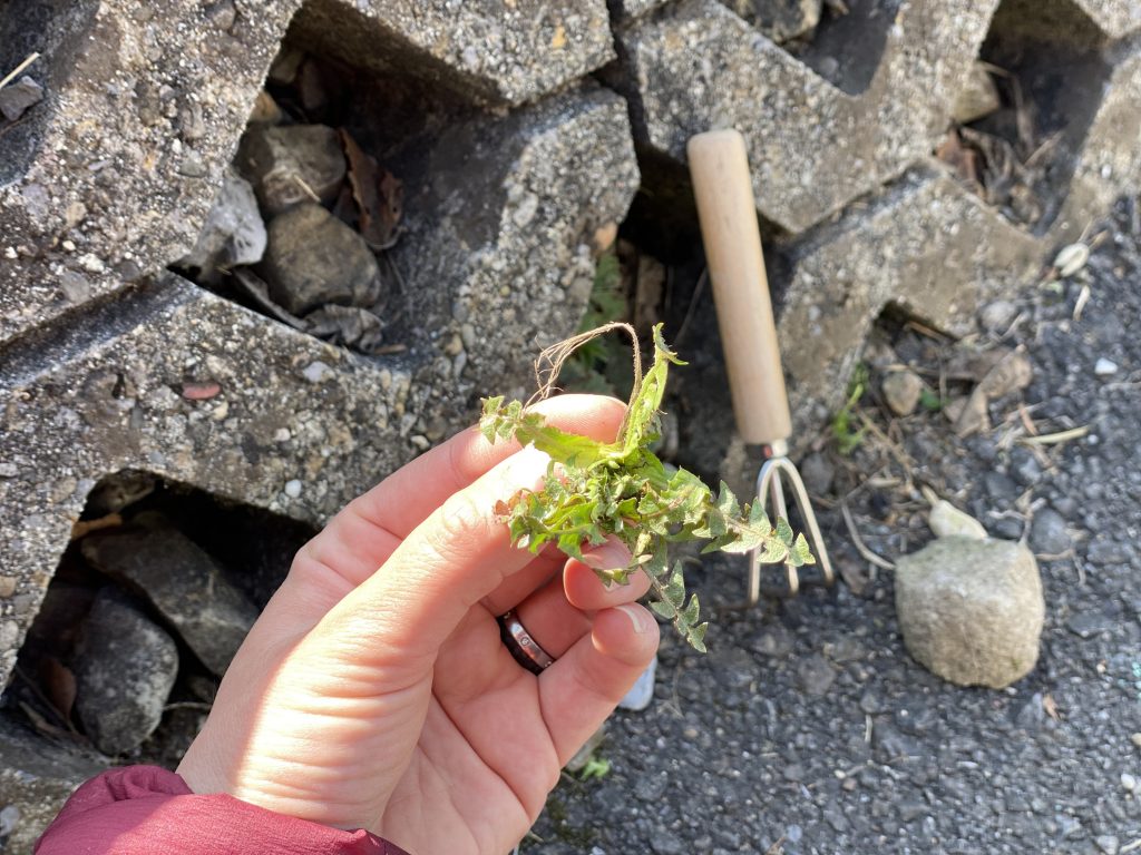 Tag des Unkrautes